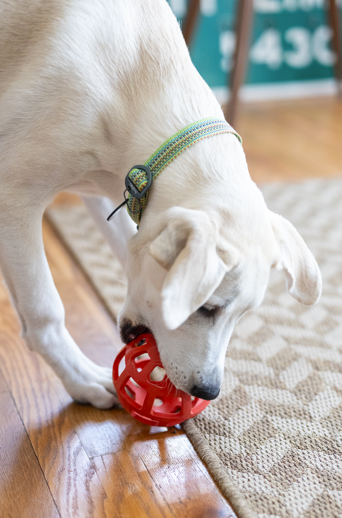 Dog chewing OllyDog Waffle Ball Fiesta color, 5-inch natural rubber interactive treat toy, durable safe chew ball for dogs under 50lbs, indoor play