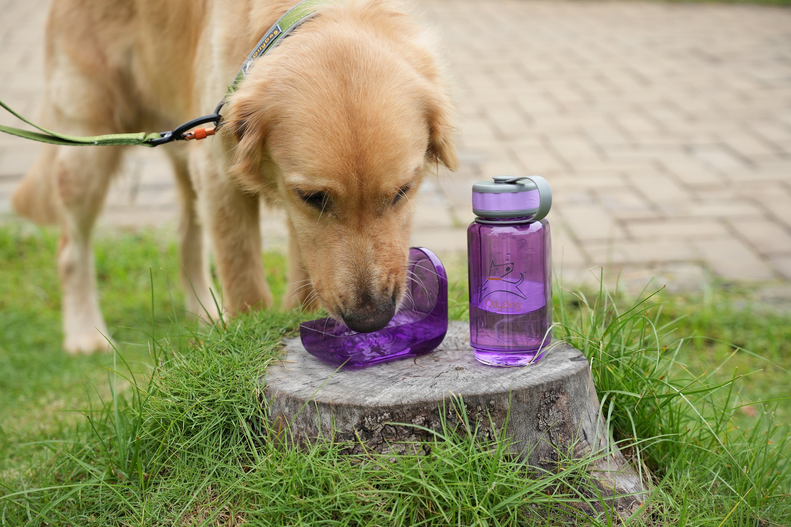 #size_plum / 600ml