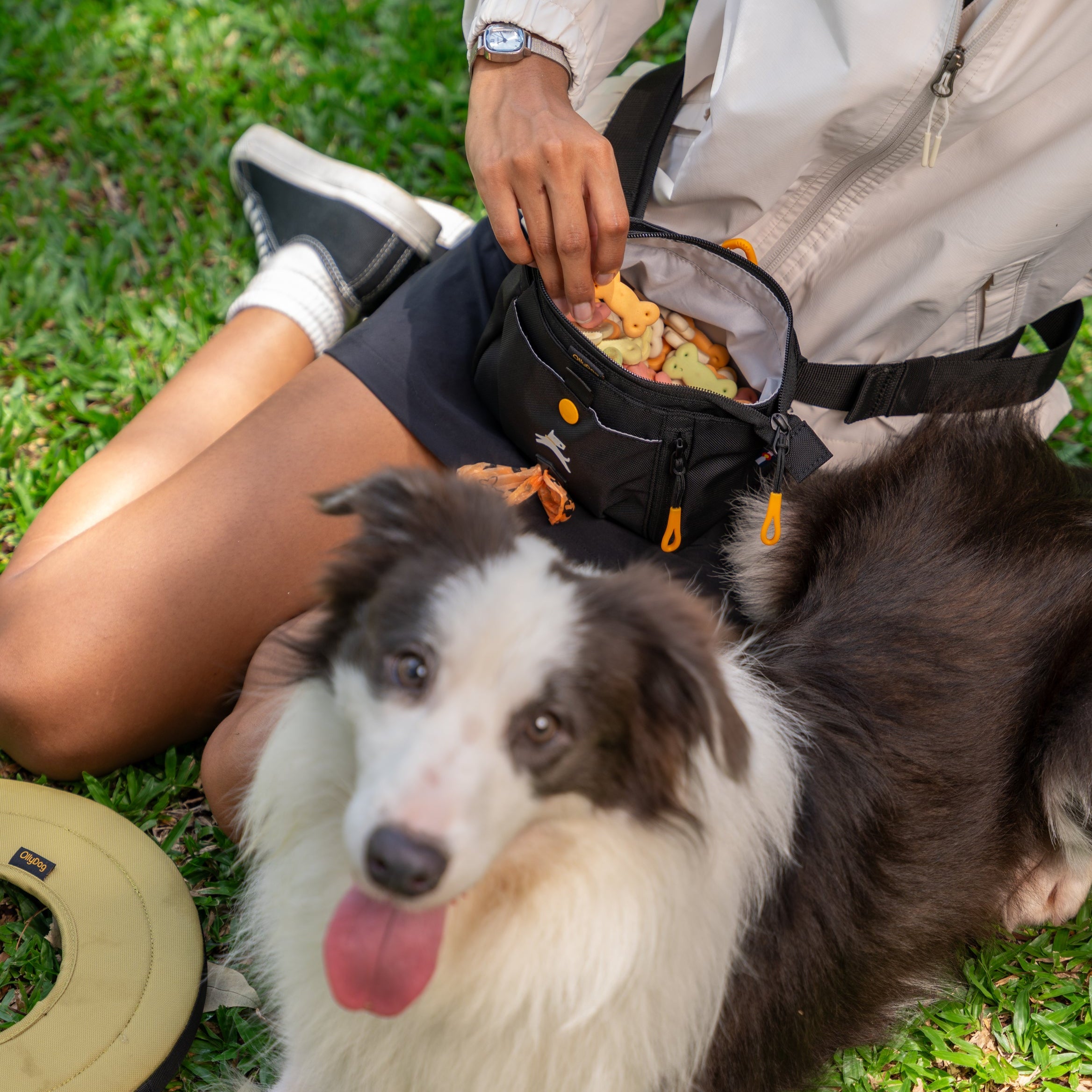 Lifestyle shot of a person wearing the OllyDog Backcountry Day Bag in raven black color around their waist, reaching for dog treats from the open zippered pocket while relaxing with a dog on the grass outdoors. #color_raven s'25