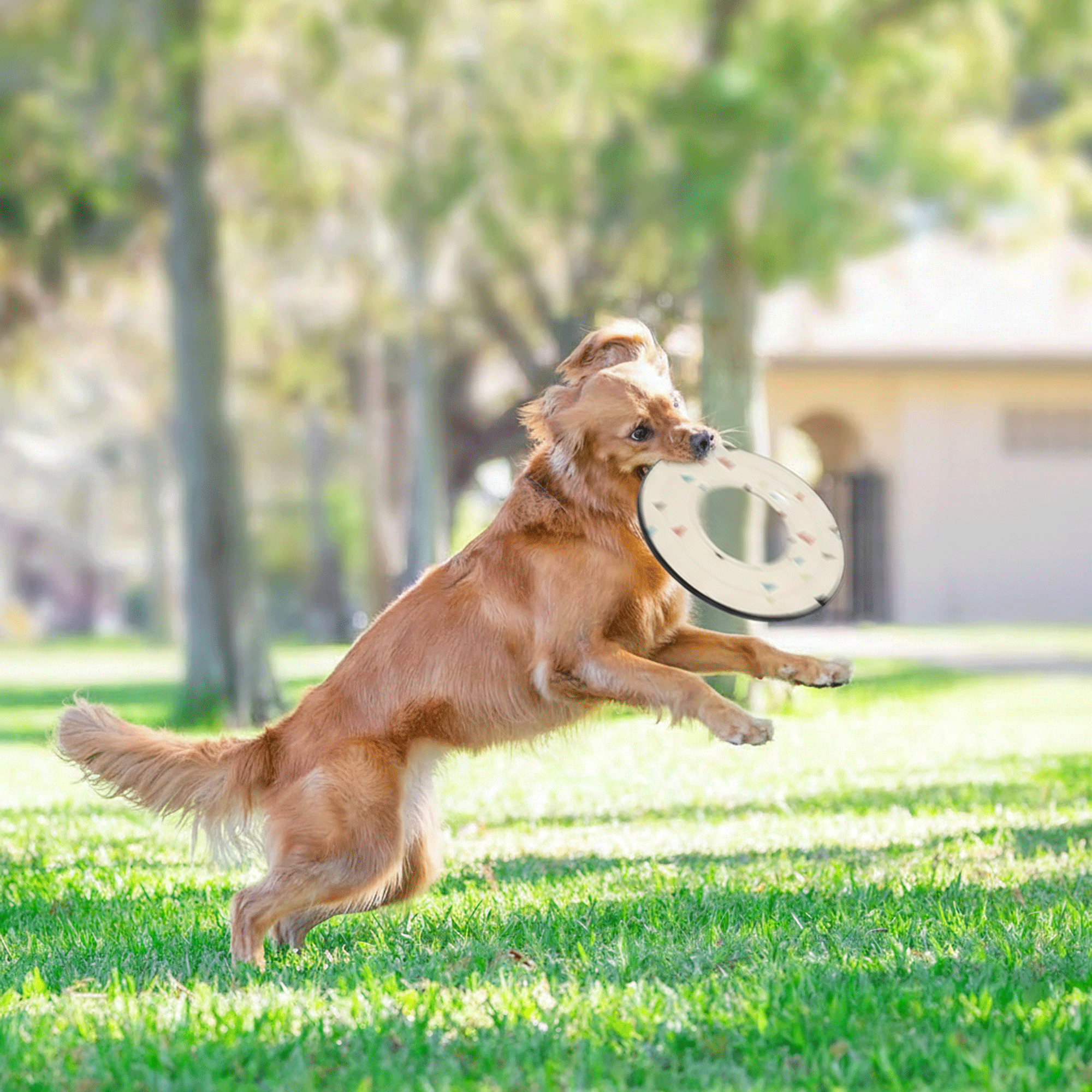 Action lifestyle shot of a golden dog leaping happily while holding the OllyDog Mini Super Flyer dog flying disc in terrazzo print color on a sunny park lawn. #color_terrazzo