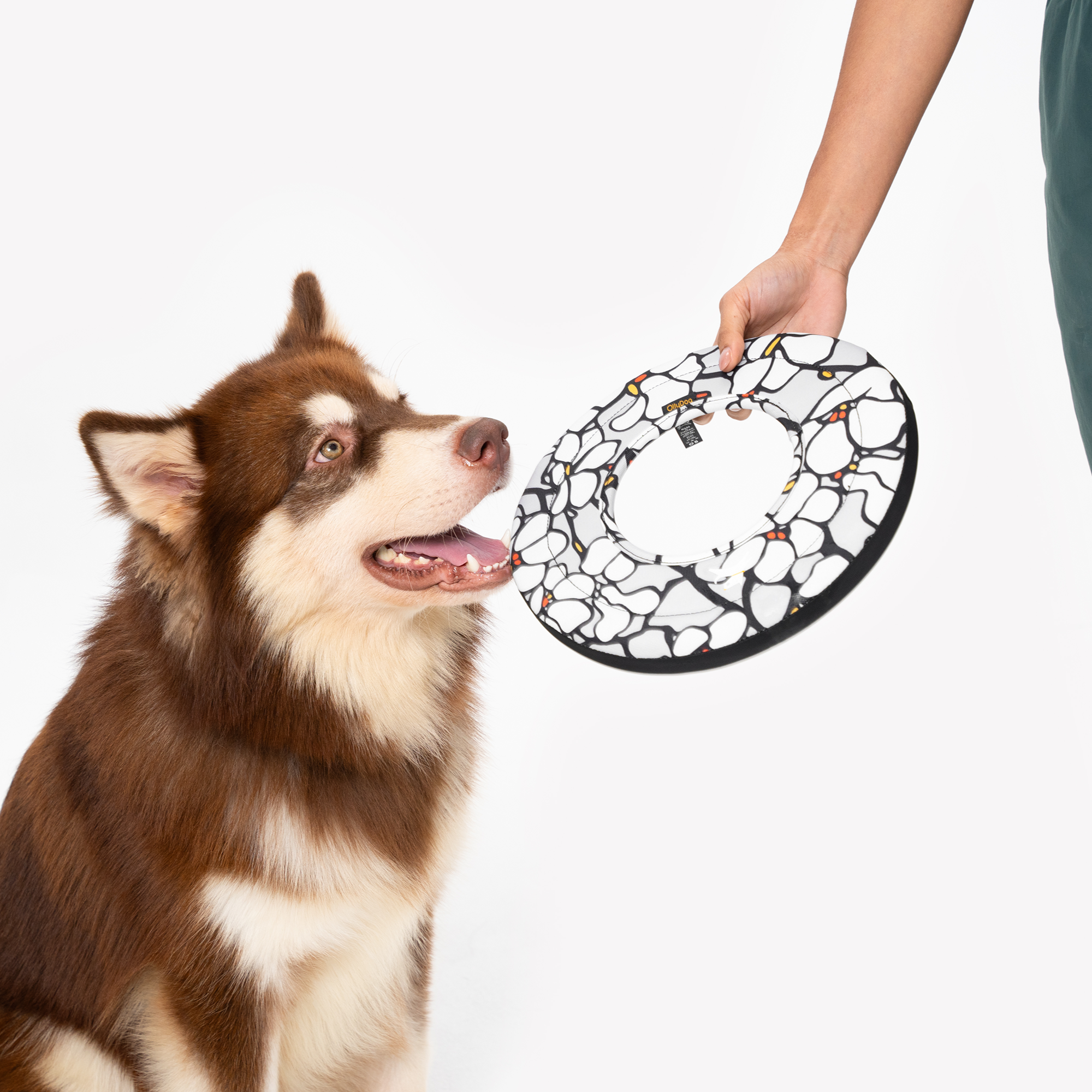 Dog looking up at a Magnolia Super Flyer fabric dog frisbee with black and white floral pattern, held by a person in green activewear, ready for fetch #color_magnolia