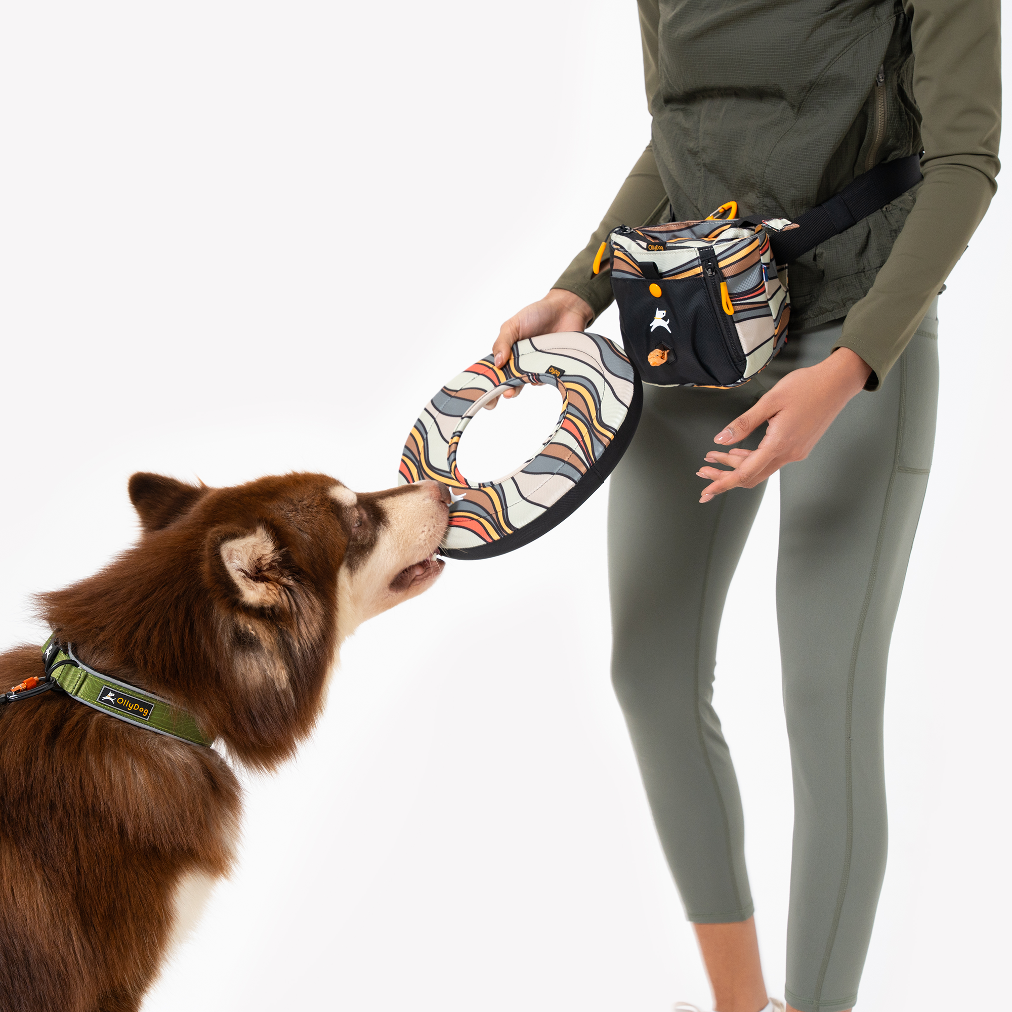 Dog interacting with Ventura '73 Super Flyer fabric dog frisbee held by person in green activewear, featuring matching treat pouch and retro wave design #color_ventura '73