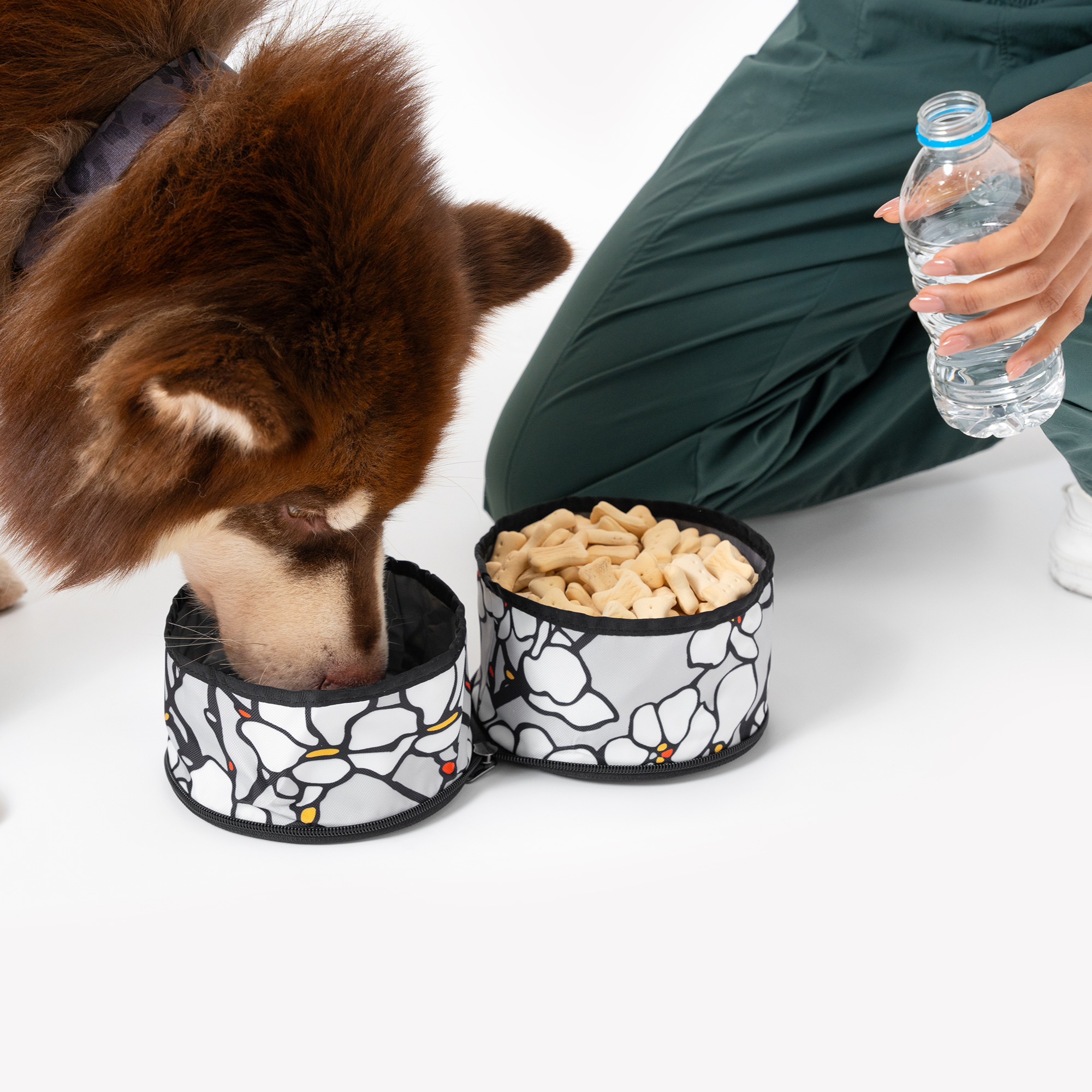 Dog eating from the OllyDog Superbowl in Magnolia print, featuring two collapsible compartments for food and water, next to a person holding a water bottle #color_magnolia