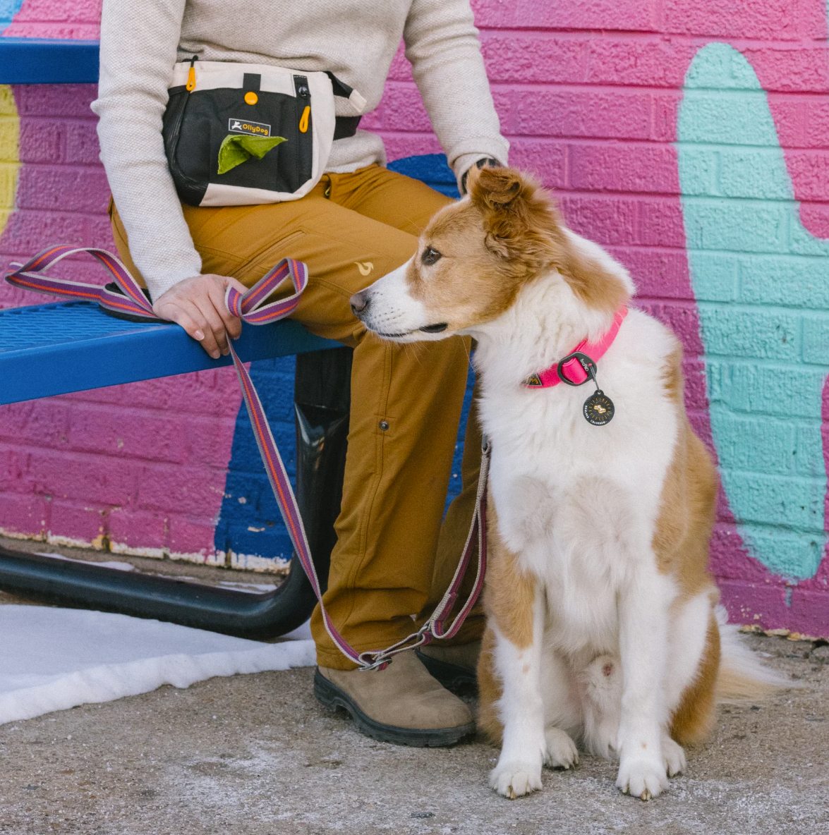 Lifestyle shot of a brown and white dog wearing the OllyDog Tilden Waterproof Collar in pink color, sitting next to a person on a blue bench in front of a colorful painted brick wall. #color_pink