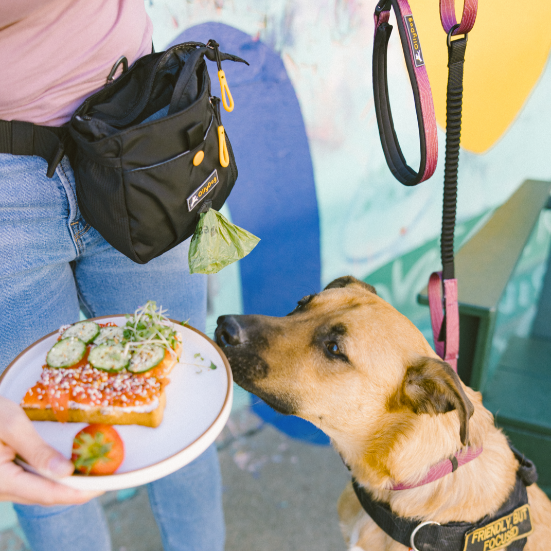 A person wearing OllyDog’s Backcountry Day Bag in Raven, a dog walking waist pack perfect for hiking with dogs. This essential piece of dog hiking gear is designed for comfort and functionality on dog friendly trails. #color_raven