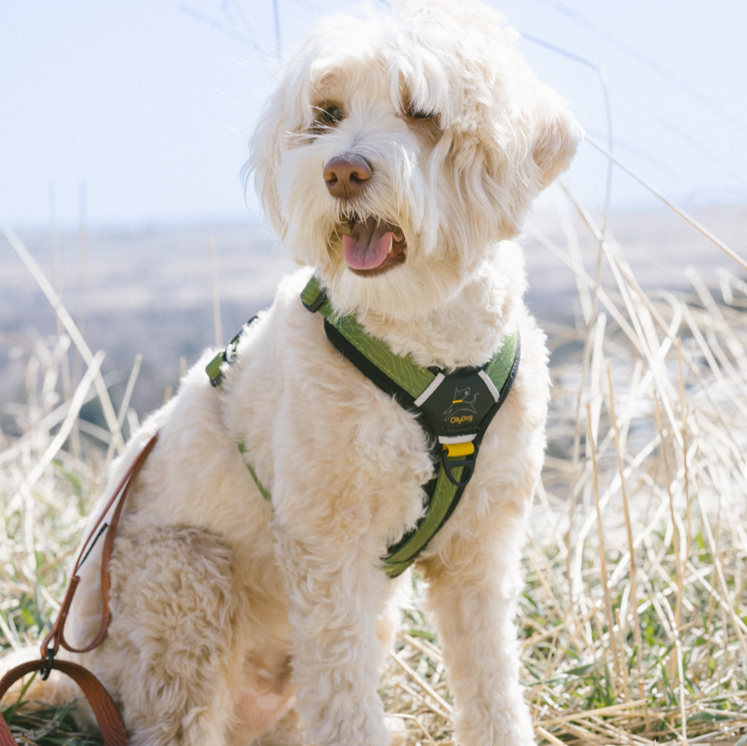 Dog wearing the OllyDog Flagstaff Adjustable Leash in Clay Woodgrain color while outdoors on a trail. The leash is attached to a matching harness, showcasing the durable webbing and padded handle for secure and comfortable use during hikes #color_clay woodgrain