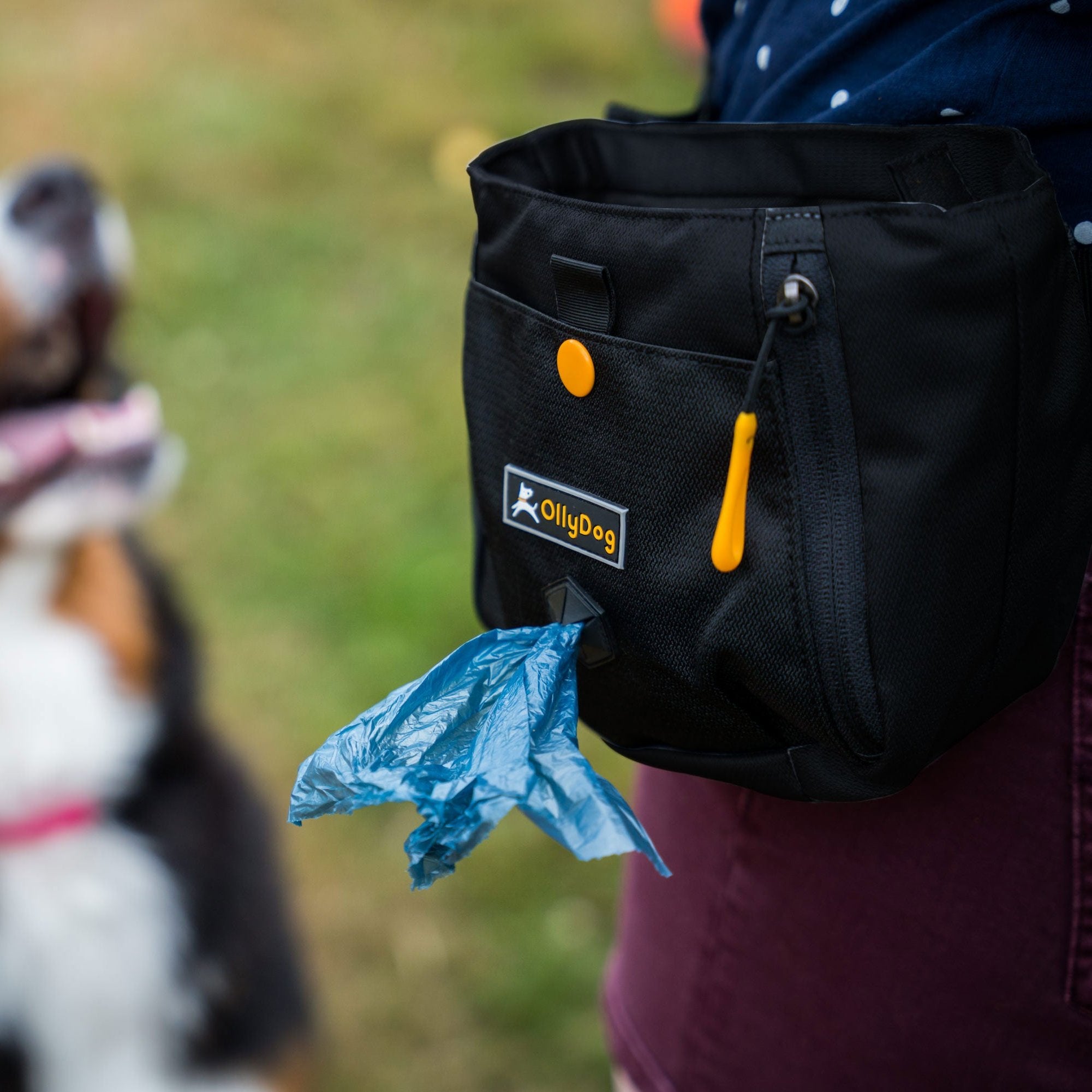 A person wearing OllyDog’s Backcountry Day Bag in Raven, a dog walking waist pack perfect for hiking with dogs. This essential piece of dog hiking gear is designed for comfort and functionality on dog friendly trails. #color_raven