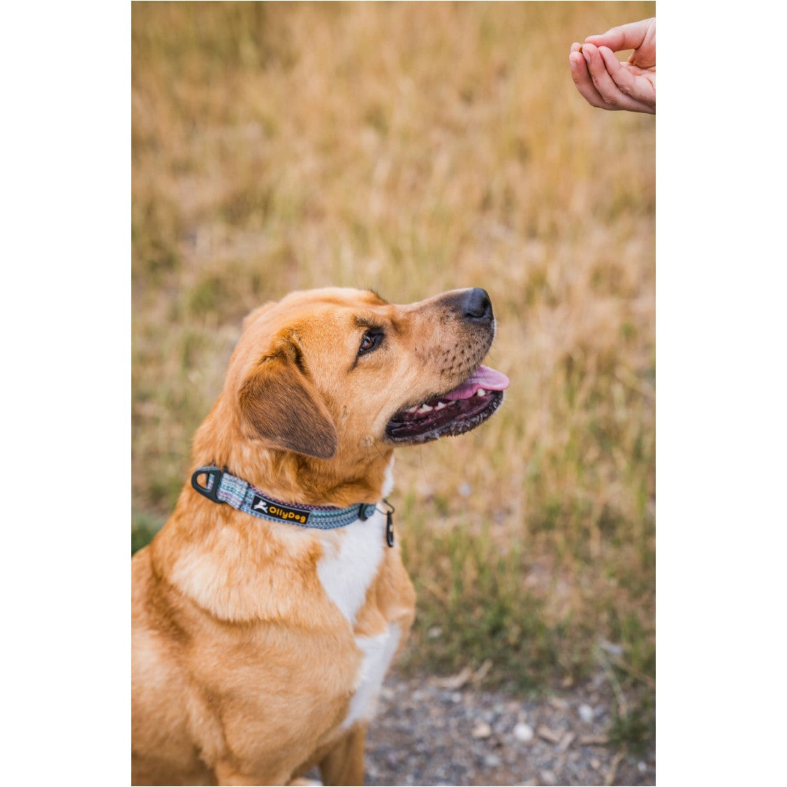Brown dog wearing the OllyDog Rescue Dog Collar in Prism color, sitting in a grassy field and looking up at a person offering a treat #color_prism