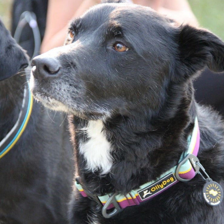 Close-up lifestyle shot of a dog wearing the OllyDog Flagstaff Collar in magenta color, featuring durable poly webbing, an aluminum D-ring with a leash clipped in, brand logo patch, and a round Boulder Colorado ID tag alongside a matching leash. #color_magenta