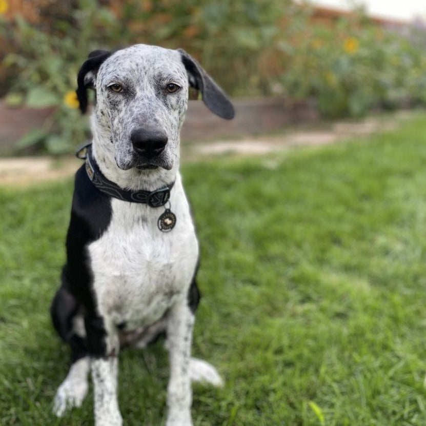 Lifestyle shot of a black and white spotted dog sitting upright in the grass outdoors while wearing the OllyDog Flagstaff Collar in raven black color, featuring durable webbing, an aluminum D-ring, and a tag.#color_raven bark