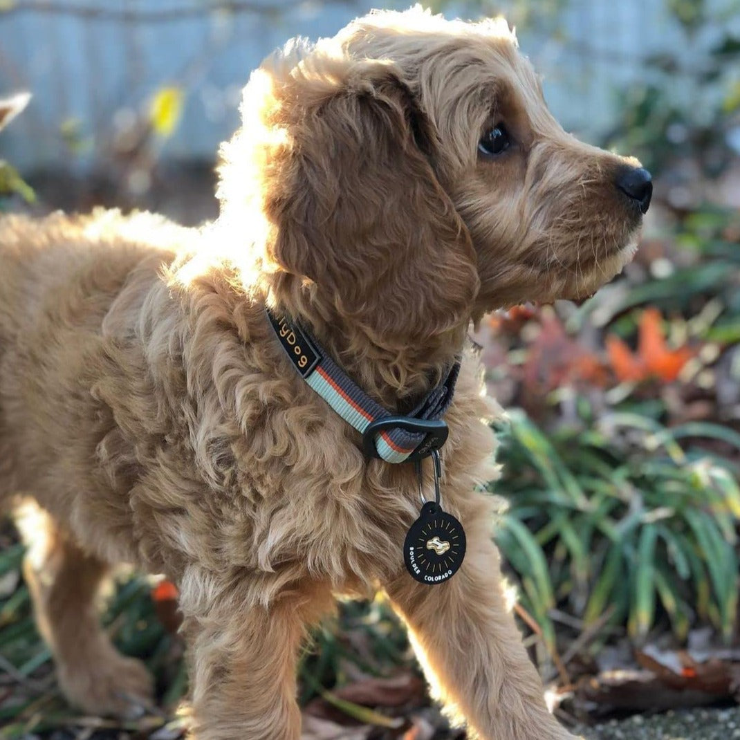 Lifestyle shot of a fluffy golden puppy outdoors wearing the OllyDog Flagstaff Collar in surf color, featuring durable webbing, an aluminum D-ring, and a round Boulder Colorado ID tag.#color_surf