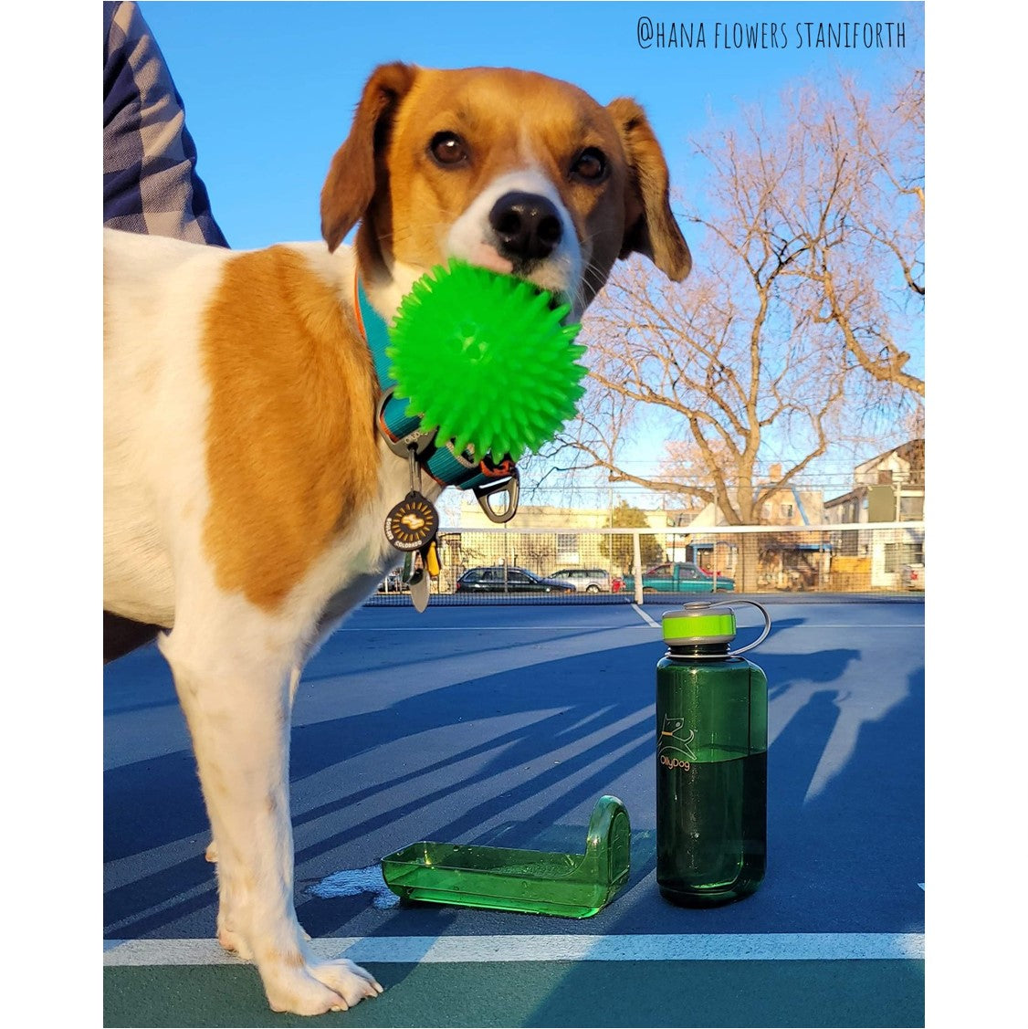 Lifestyle action shot of a brown and white dog holding a green spiky ball in its mouth outdoors on a blue court next to the 1-liter grass green OllyDog OllyBottle portable water dispenser and its detached bowl.#size_grass / 1l