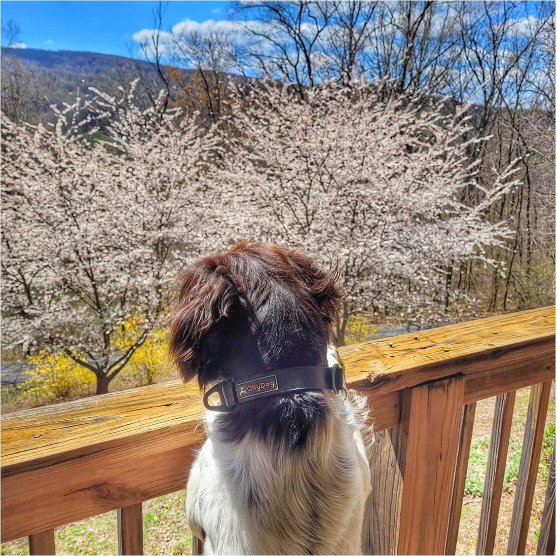 Lifestyle close-up shot of a brown and white spotted dog outdoors wearing the OllyDog Tilden Waterproof Collar in black color, with a matching leash attached to the D-ring. #color_black