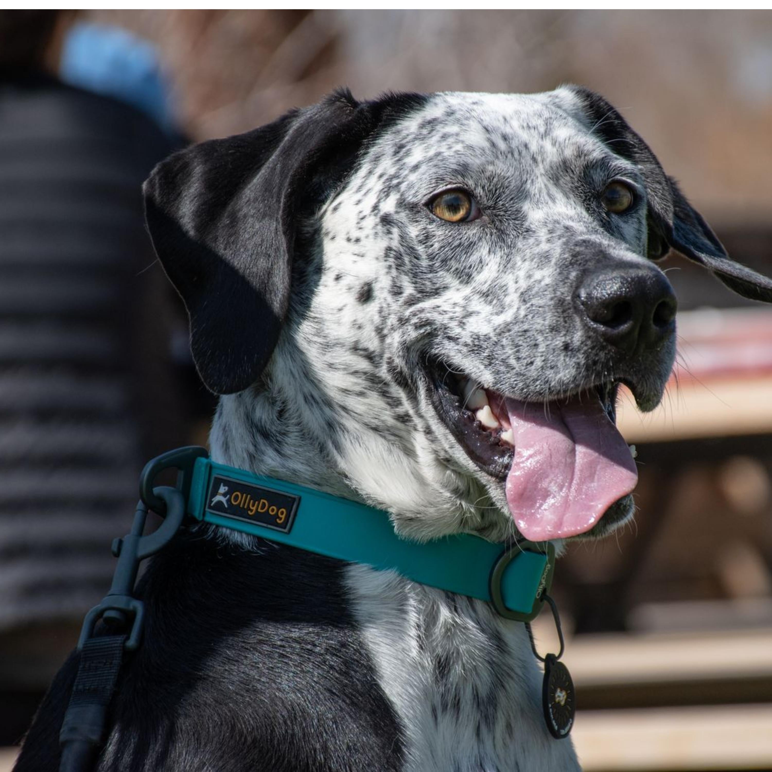 Lifestyle close-up shot of a black and white spotted dog outdoors wearing the OllyDog Tilden Waterproof Collar in teal color, with a matching leash attached to the D-ring. #color_teal