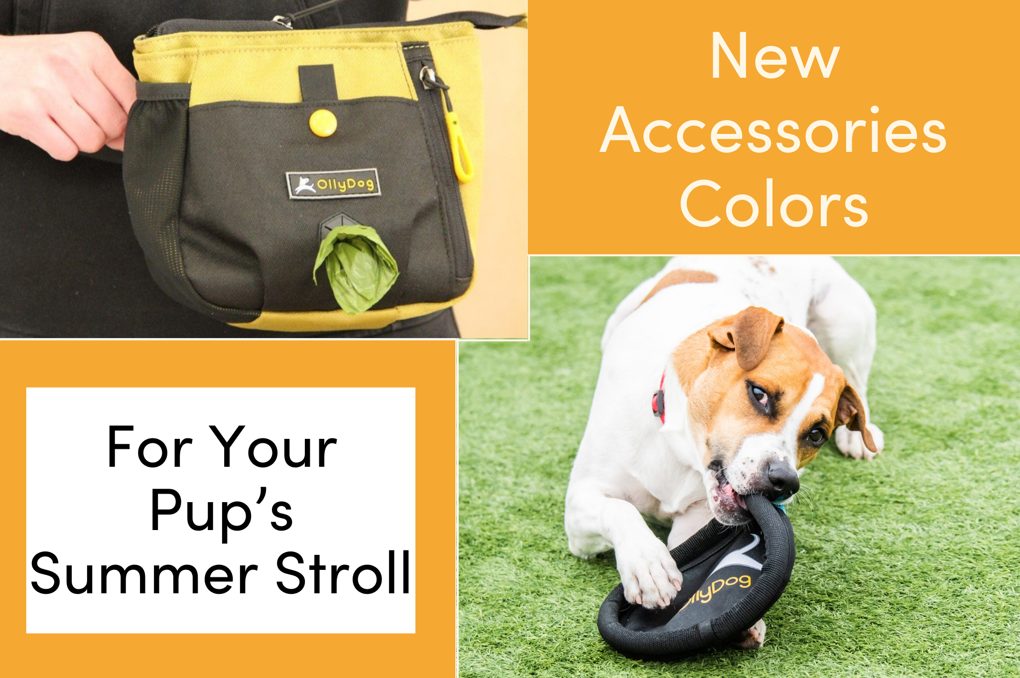 New Accessories Colors Are Available For Your Pup’s Summer Stroll