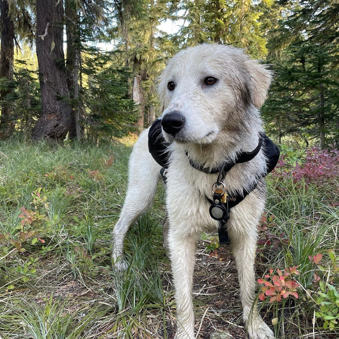 Dog on a hike wearing an OllyDog Harness