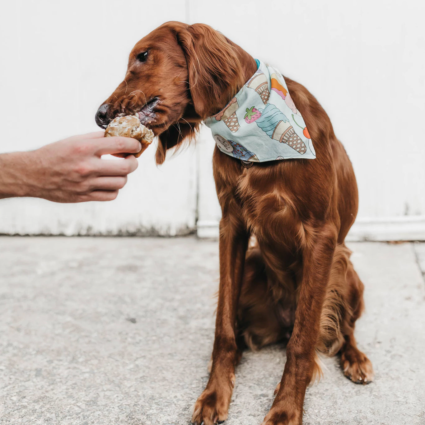 Give Your Dog A Treat Made With Love