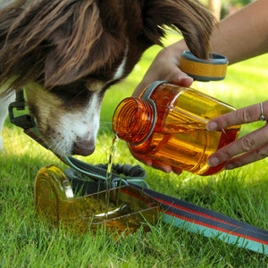 5 Ways To Keep Your Canine Friend Cool This Summer