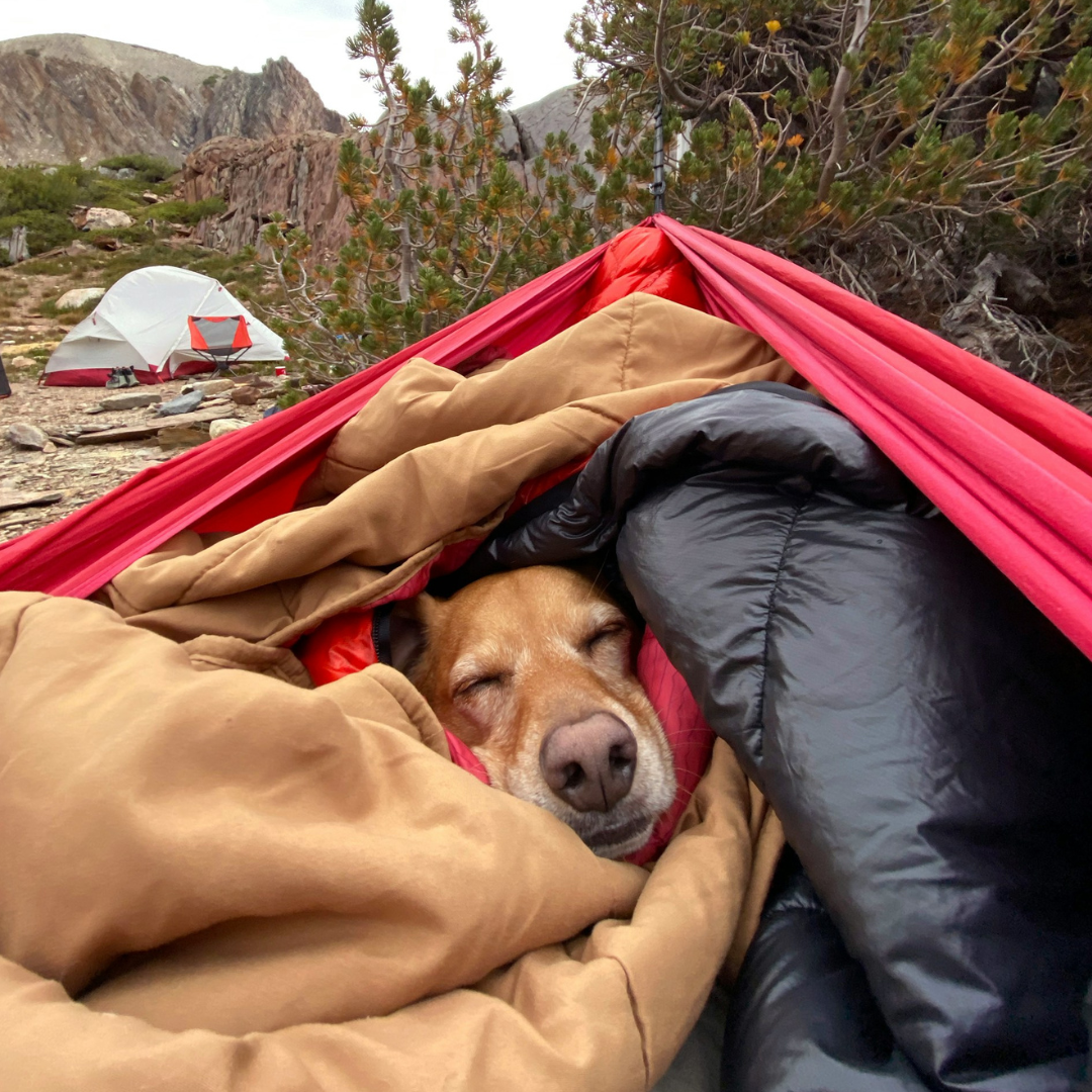 Camping with Dogs this Summer? Dog Camping Checklist (+ New Gear is Here!)
