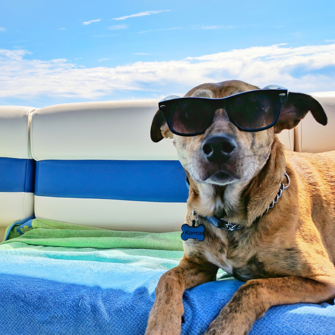 A dog in sunglasses sits on patio furniture in summer.