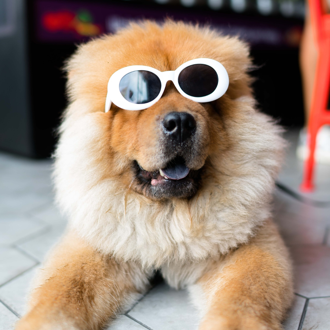A dog wearing sunglasses 