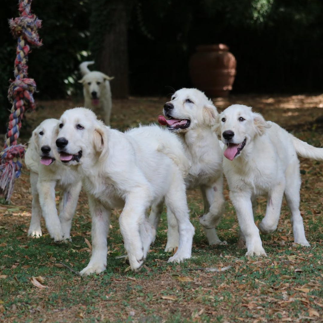 A group of white dogs playing together