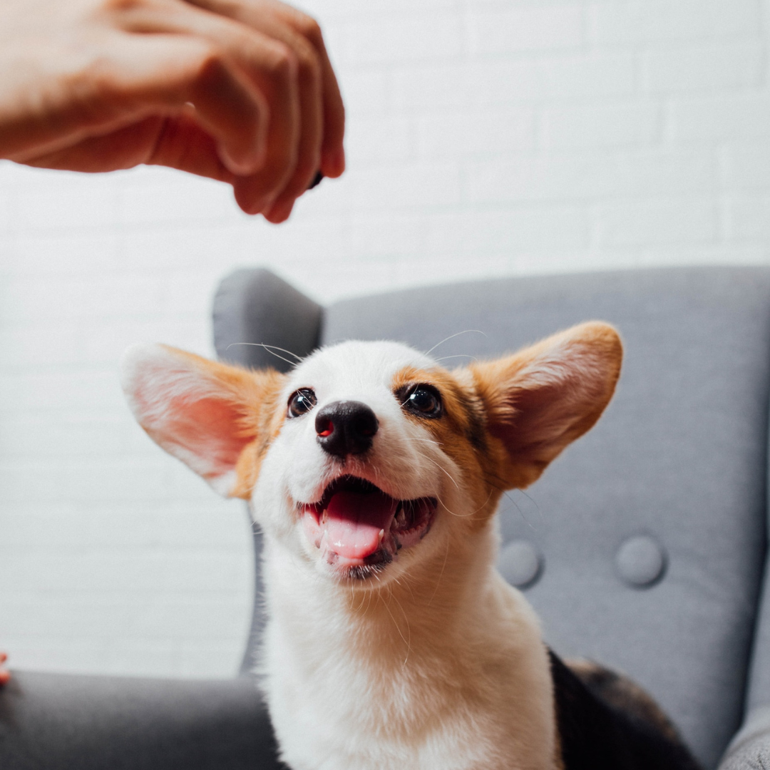 An adorable puppy with large ears eagerly looks at a treat
