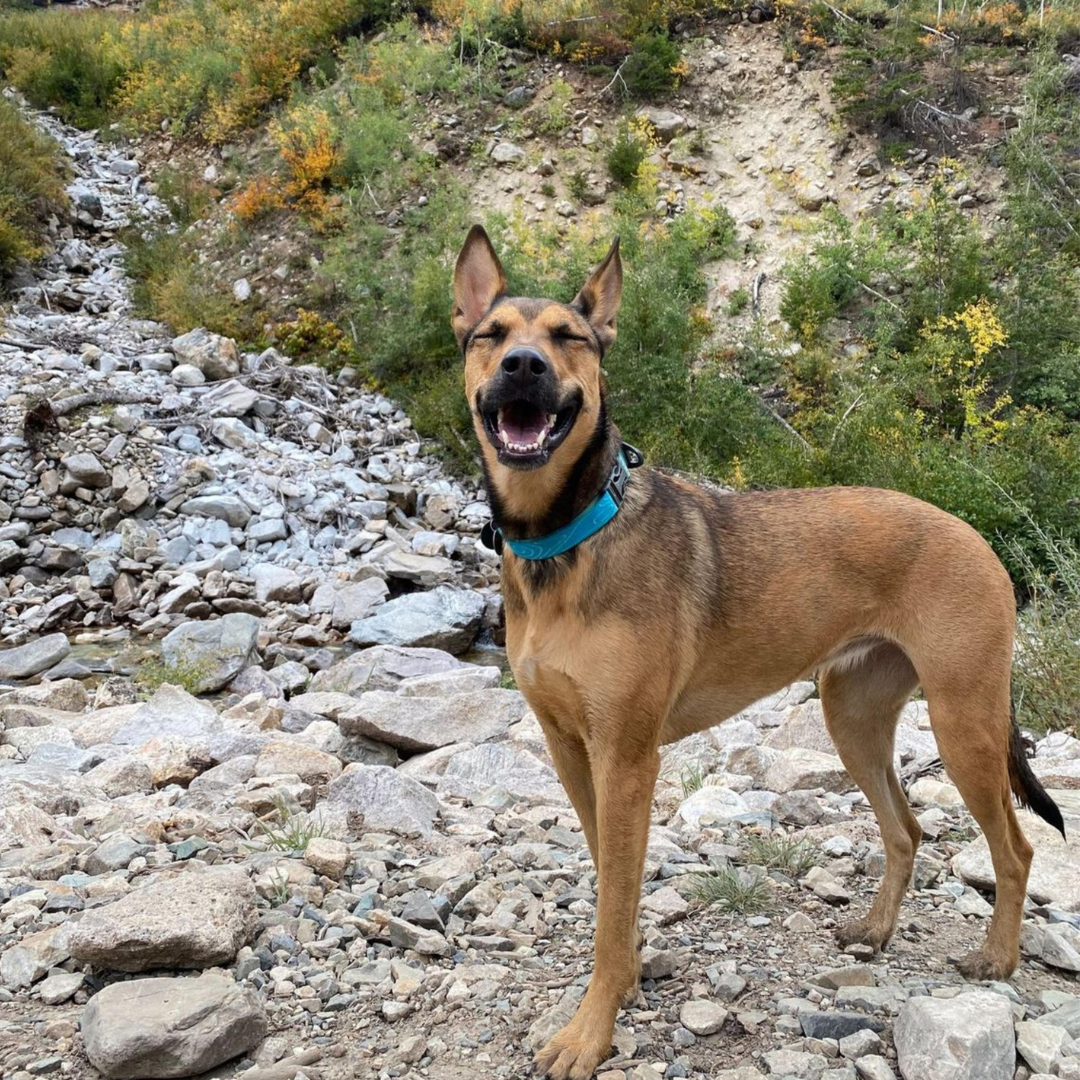 A smiling dog on a hiking trail wearing OllyDog's Flagstaff Collar