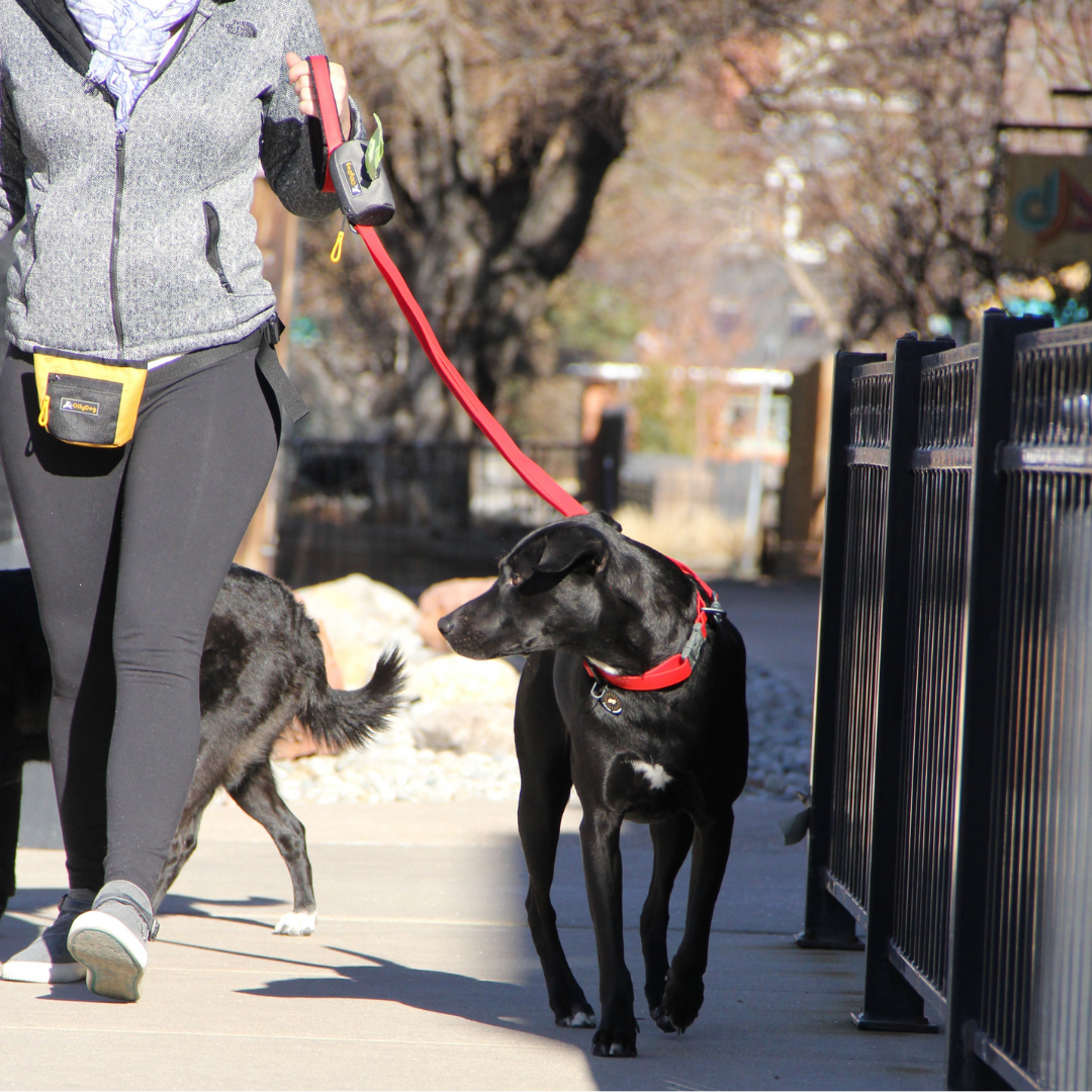 A woman walking her dog outside with OllyDog's Tilden Collection including Waterproof Leash and Waterproof Collar