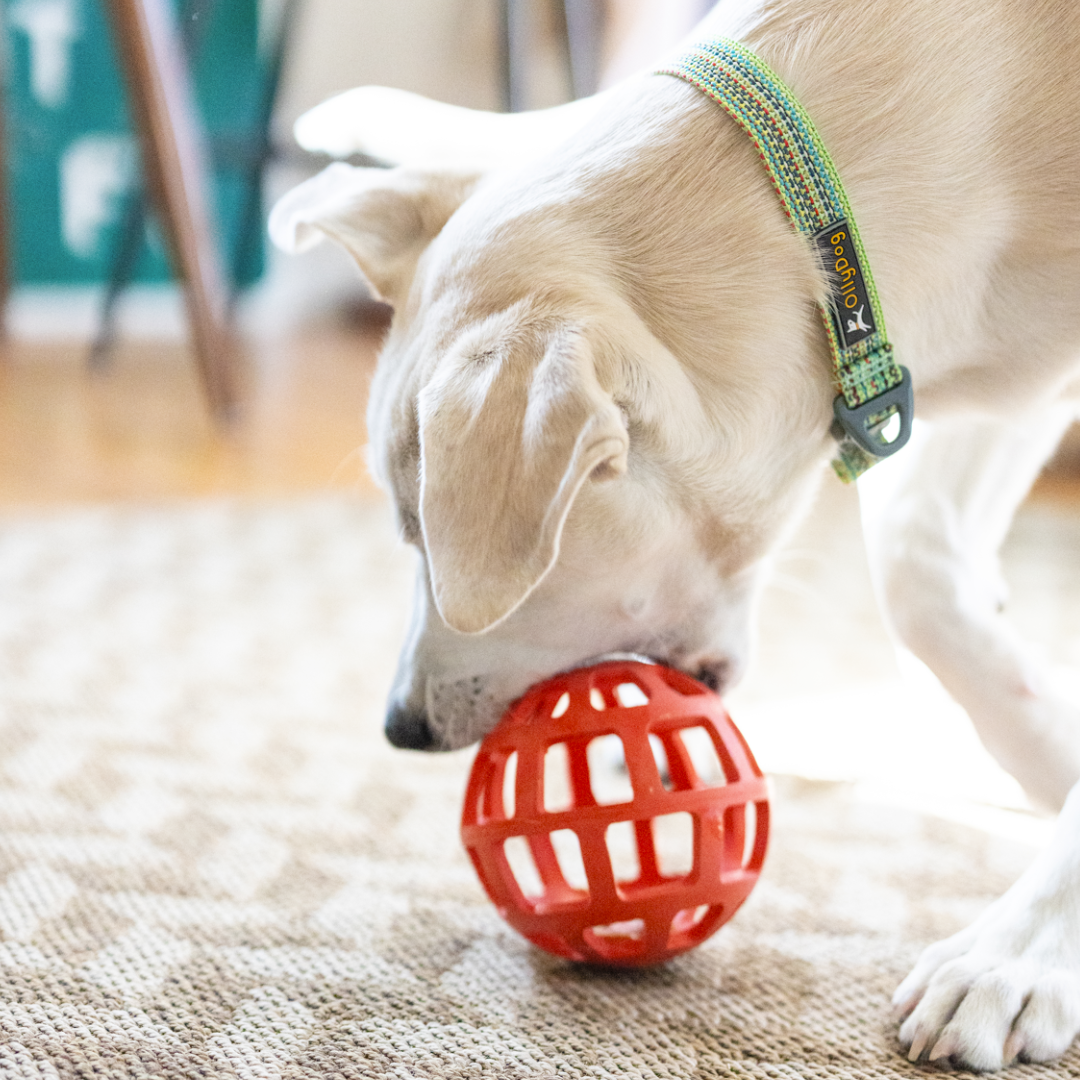 A dog playing with the Waffle Ball OllyToy