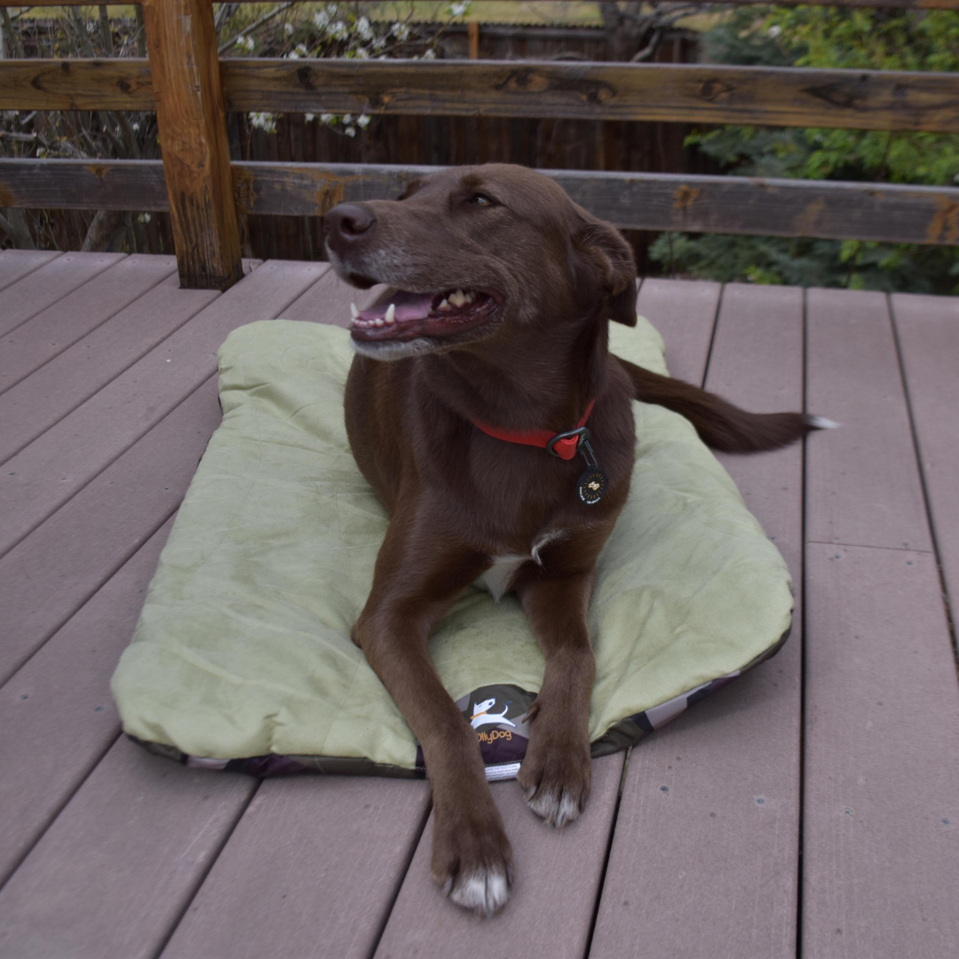 A smiling dog lounging on OllyDog's Vagabond Travel Bed on a deck