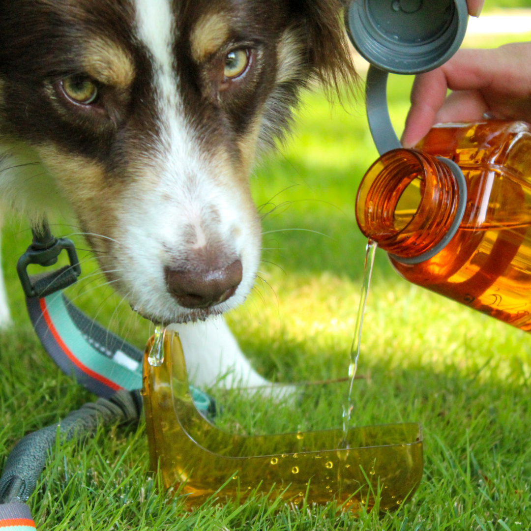 A dog waits patiently as their owner pours water into the detachable bowl of OllyDog's OllyBottle