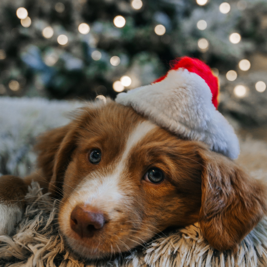 A dog wearing a Santa hat giving puppy dog eyes