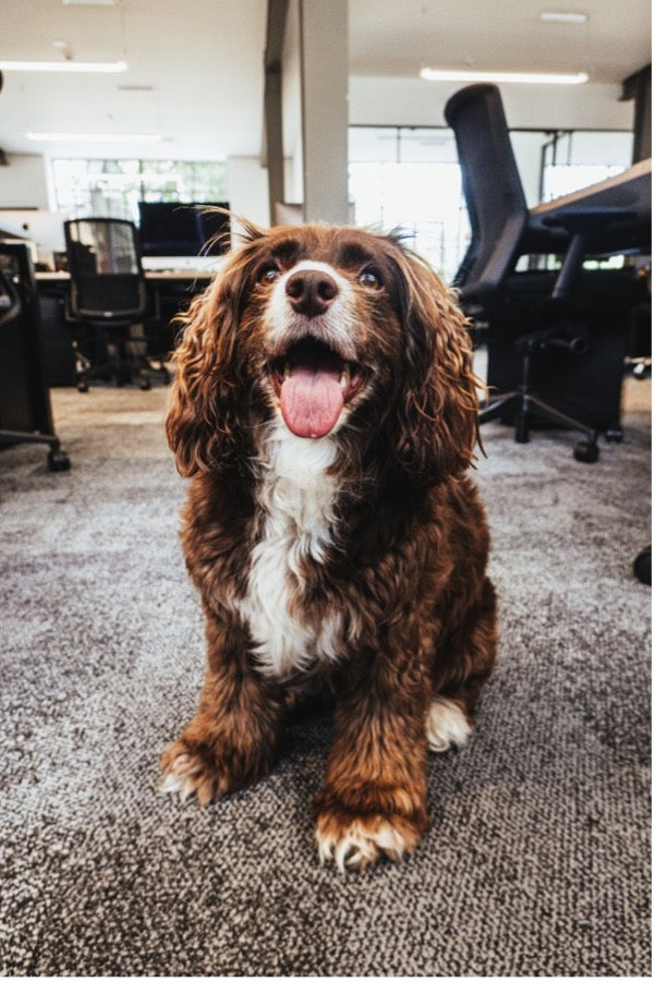 The Best Tips and Tricks for Take Your Dog to Work Day
