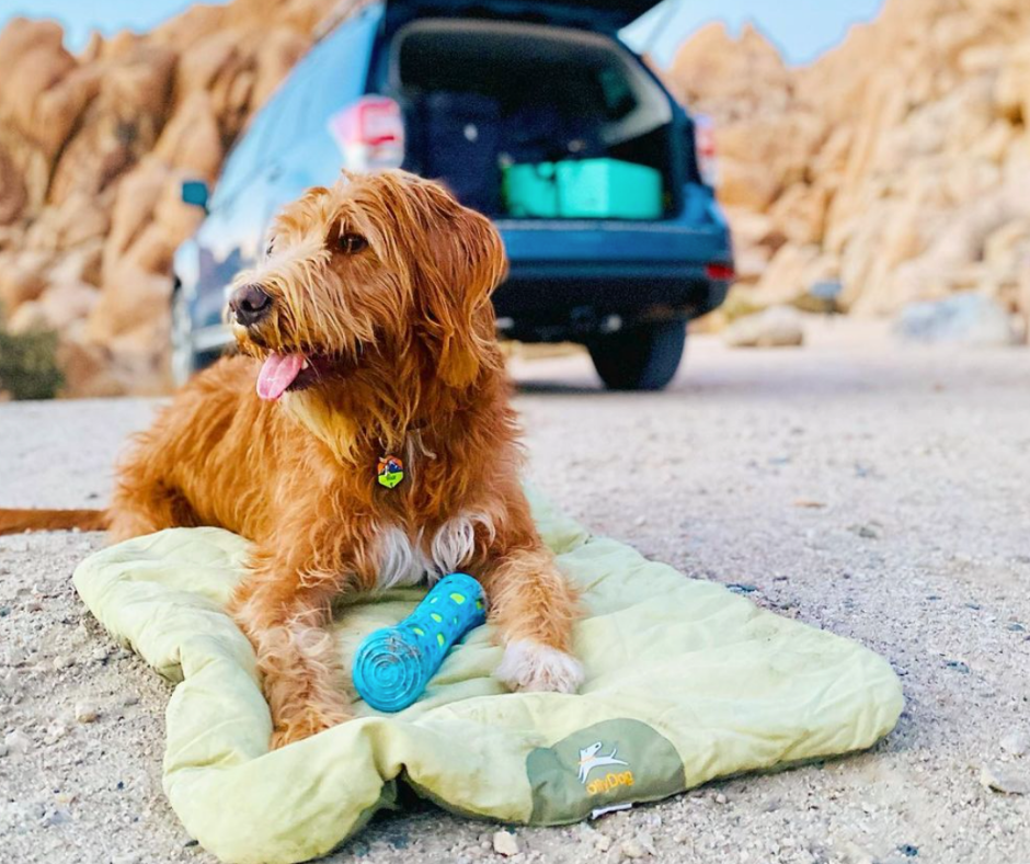 How to Expertly Camp with Your Dog for The First Time