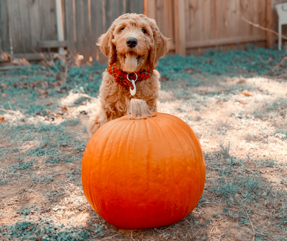 5 Cute and Funny Halloween Costumes for Dogs