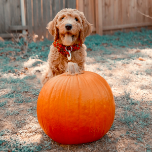 5 Cute and Funny Halloween Costumes for Dogs