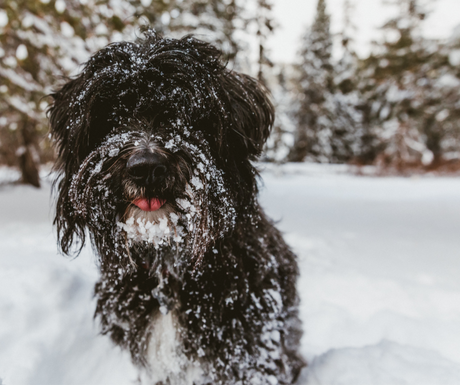 5 Great Stocking Stuffers For Your Pup!