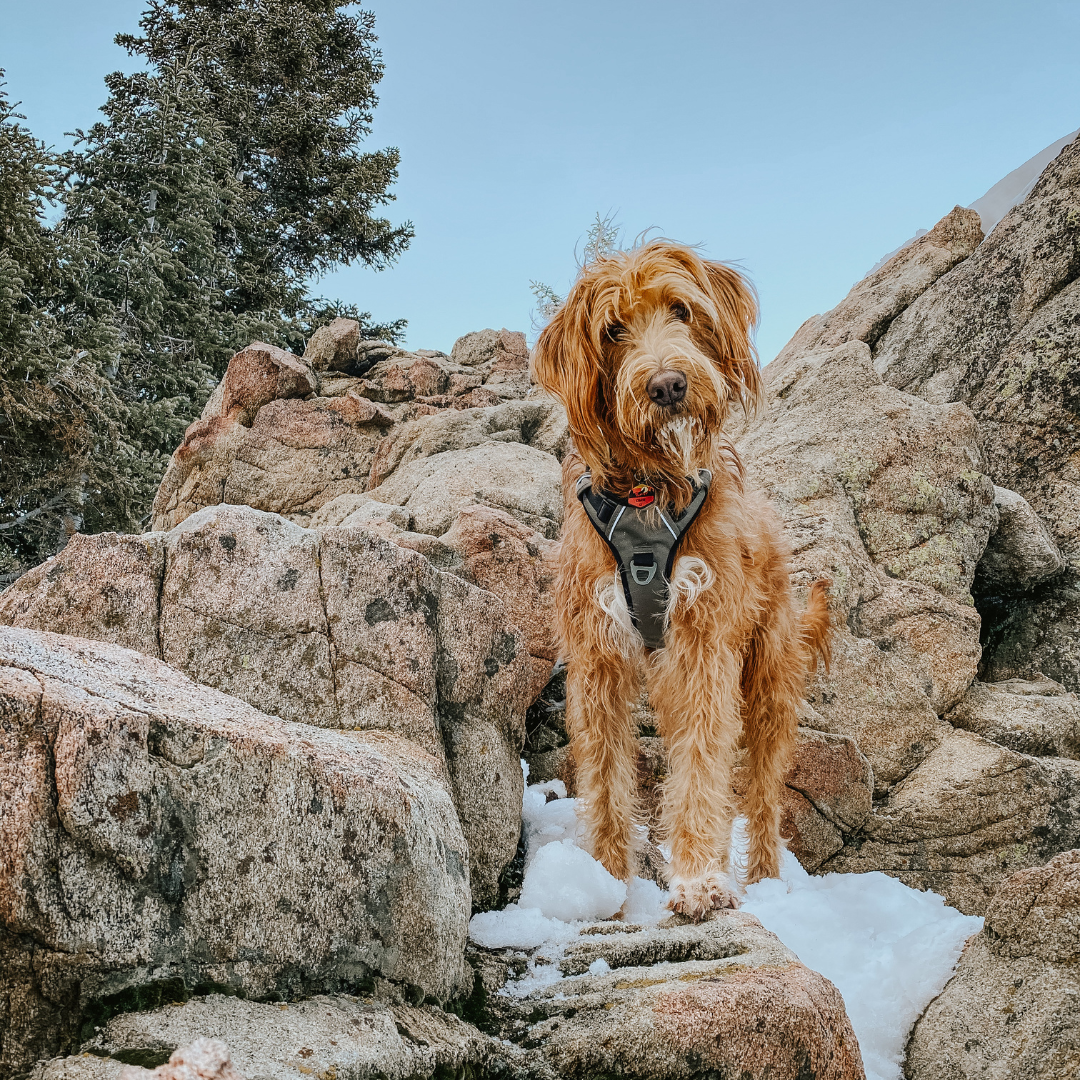 A dog hiking in the OllyDog Alpine Reflective Harness 