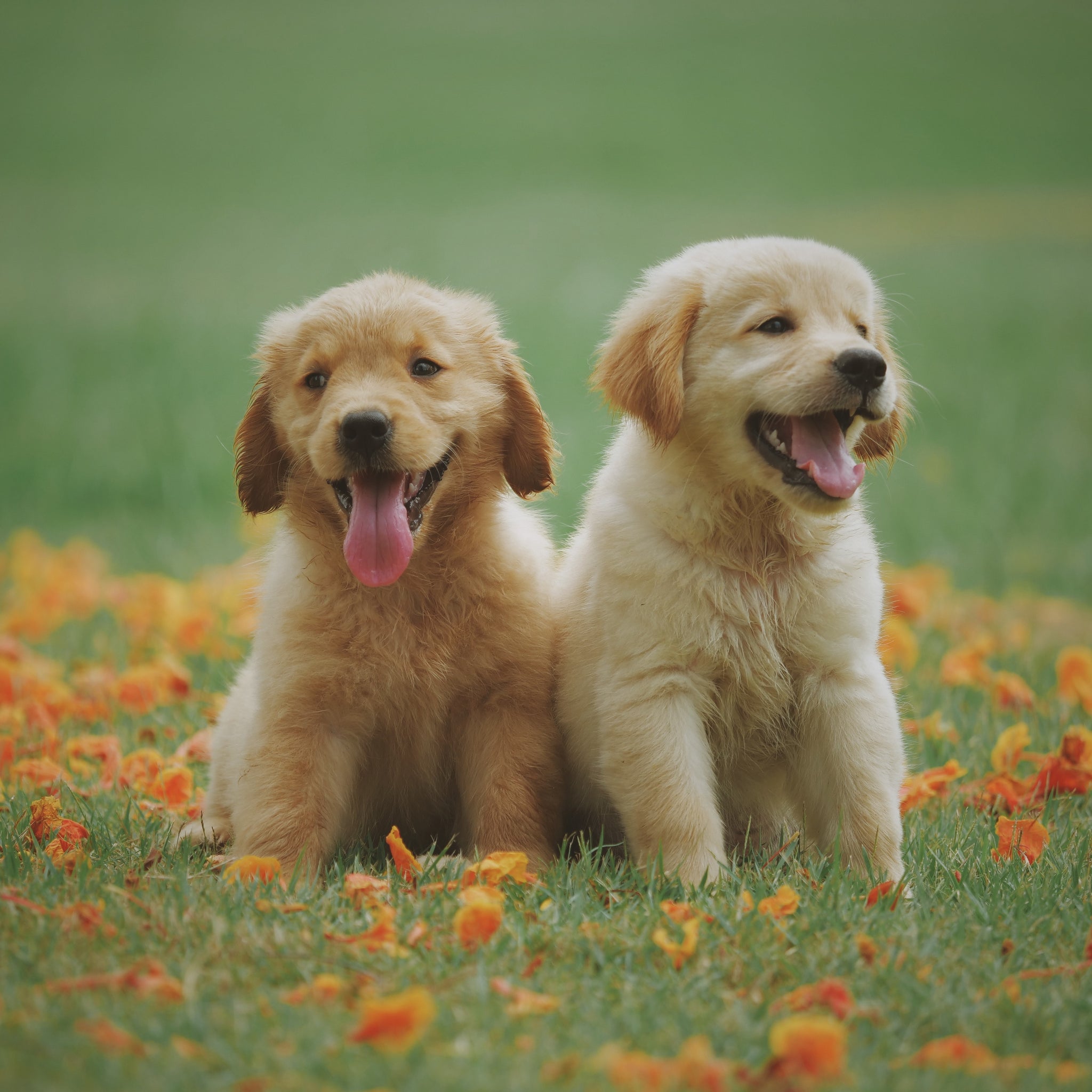 Most Dog Friendly Towns in America
