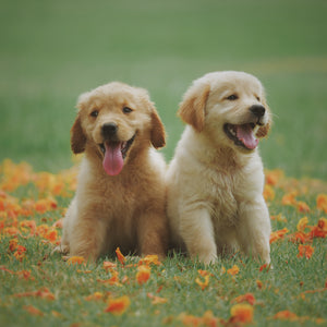 Most Dog Friendly Towns in America