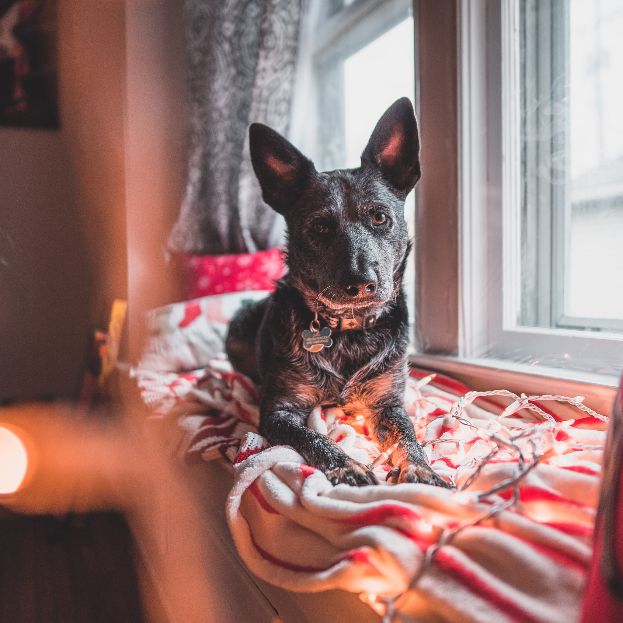 Five Easy DIY Holiday Dog Treats