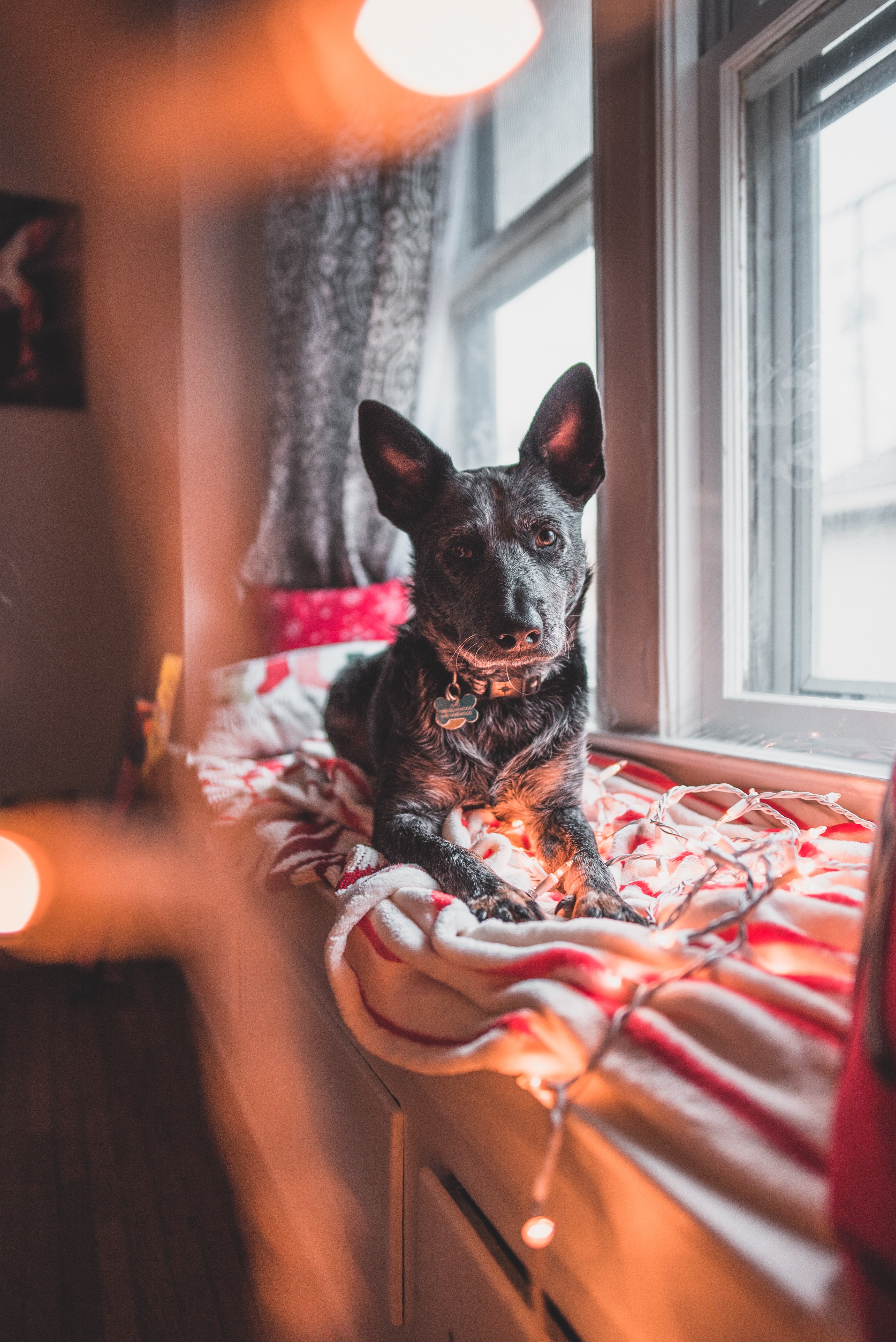 Five Easy DIY Holiday Dog Treats