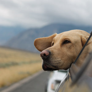 Five Things To Know Before Moving With Your Dog