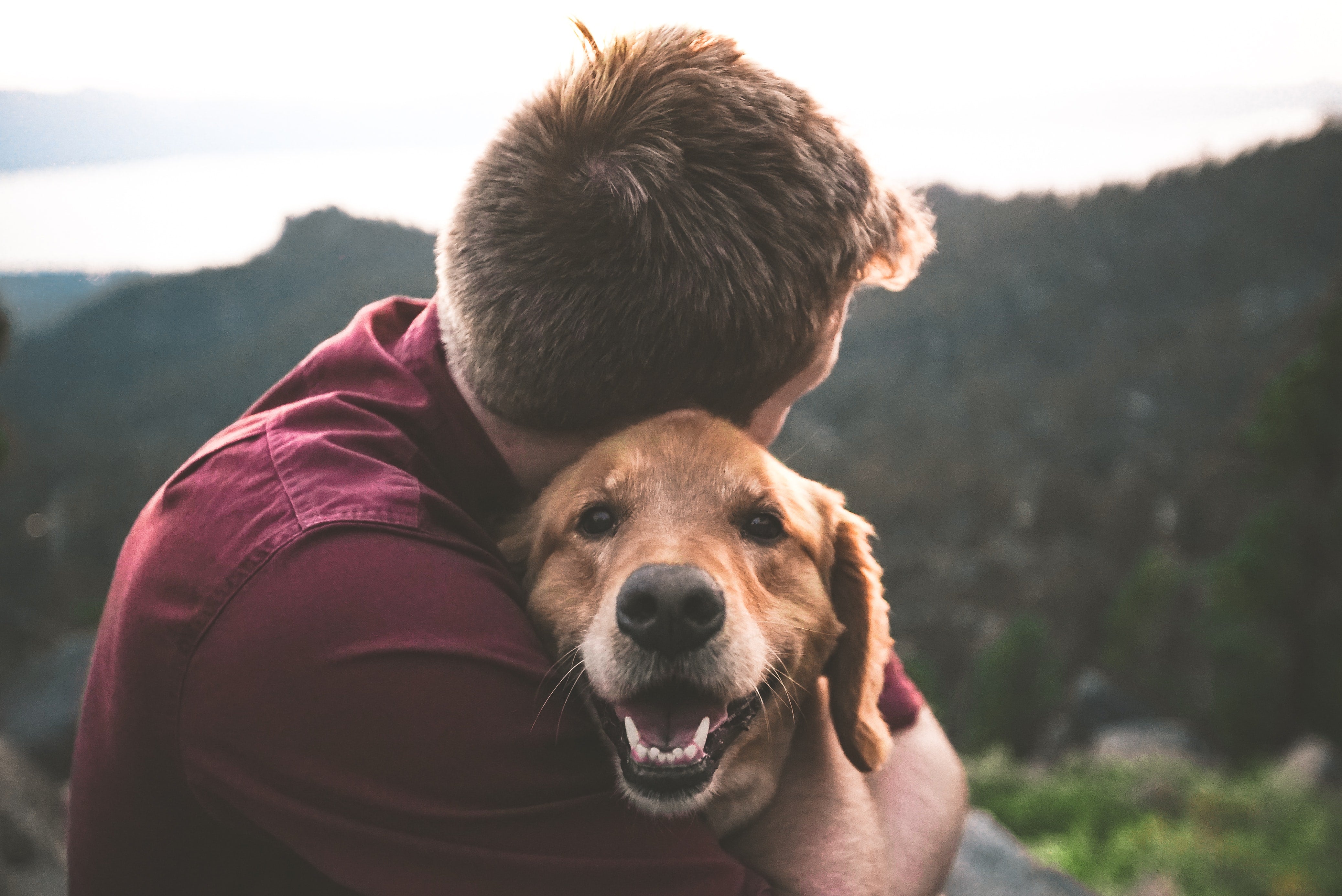 What dog store matches your personality