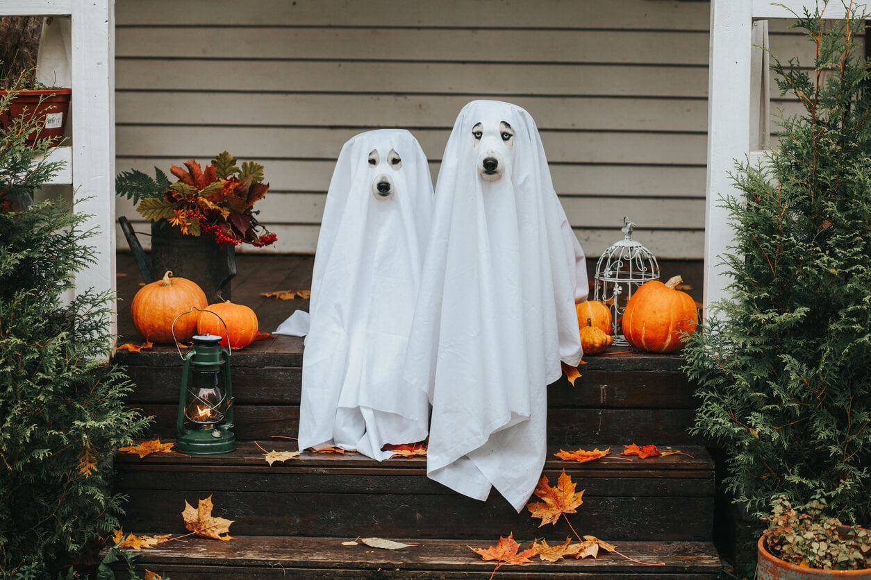 6 Insanely Easy DIY Halloween Dog Costumes