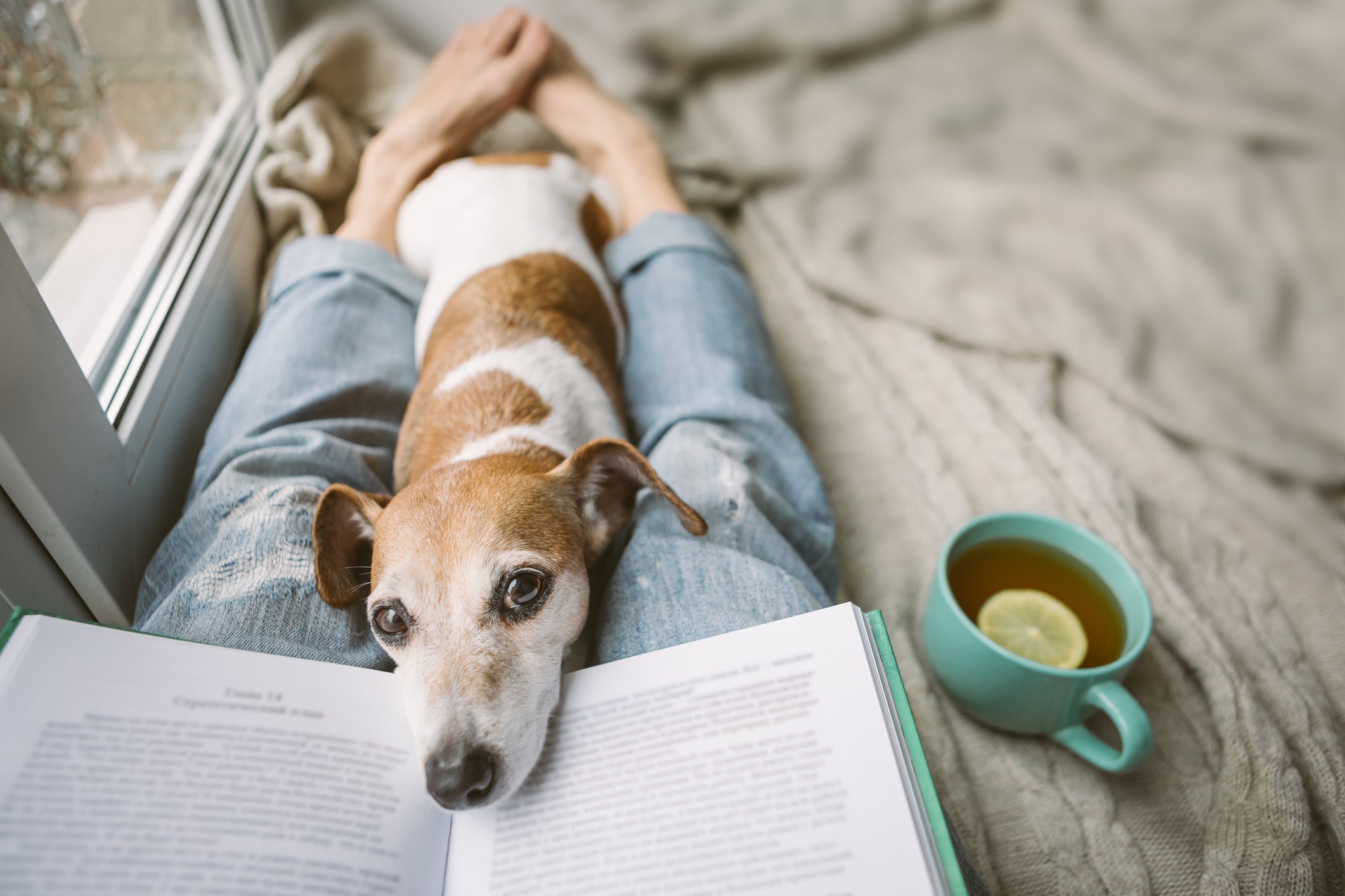 8 of the Best Dog Books to Read This Year