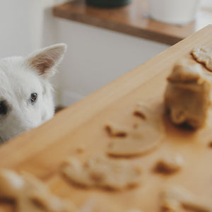The Best Easy and Delicious Homemade Holiday Dog Treats