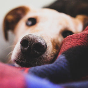 The Best Dog Stories of 2021 Will Warm Your Heart