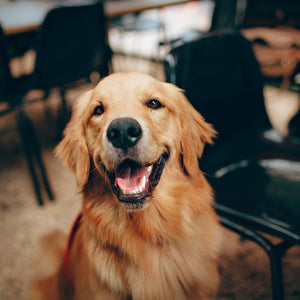 How to Balance your Dog with your Job